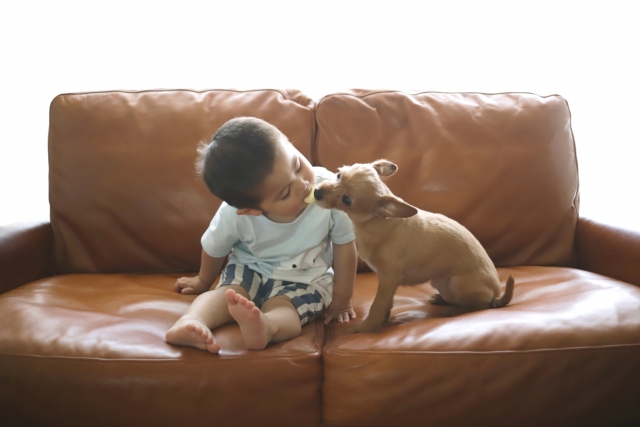 茶色のソファの上で遊ぶ子供と子犬